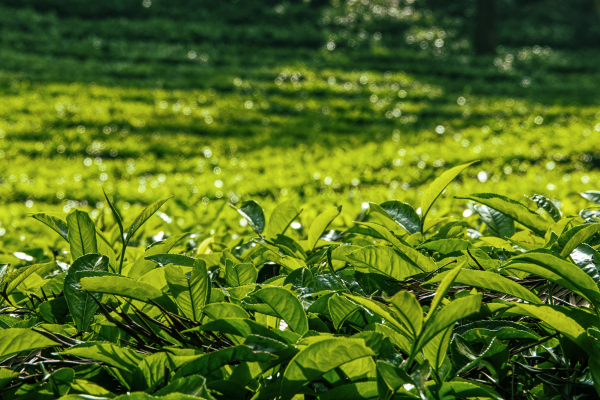 Identificação de Plantas Comestíveis10